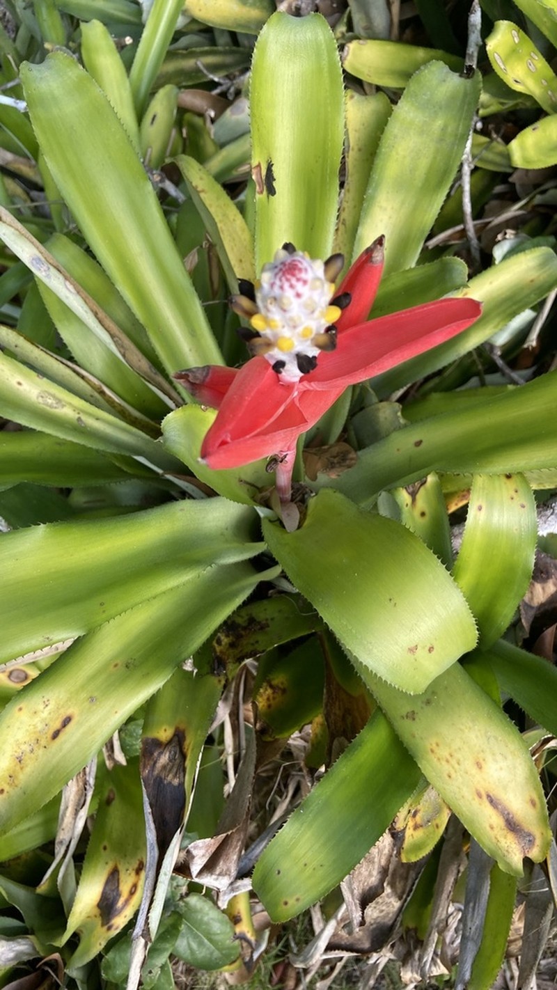 Aechmea maasii photo 2