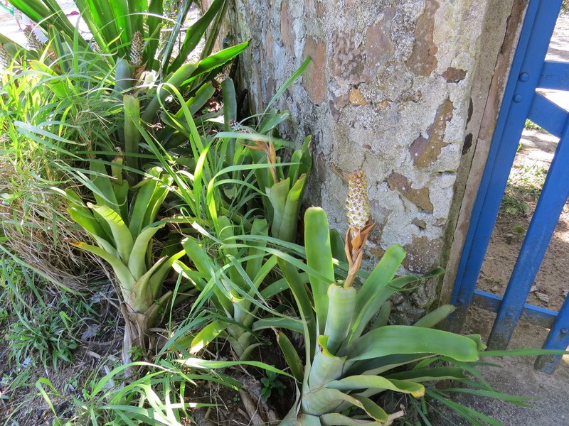 Aechmea maasii photo 3