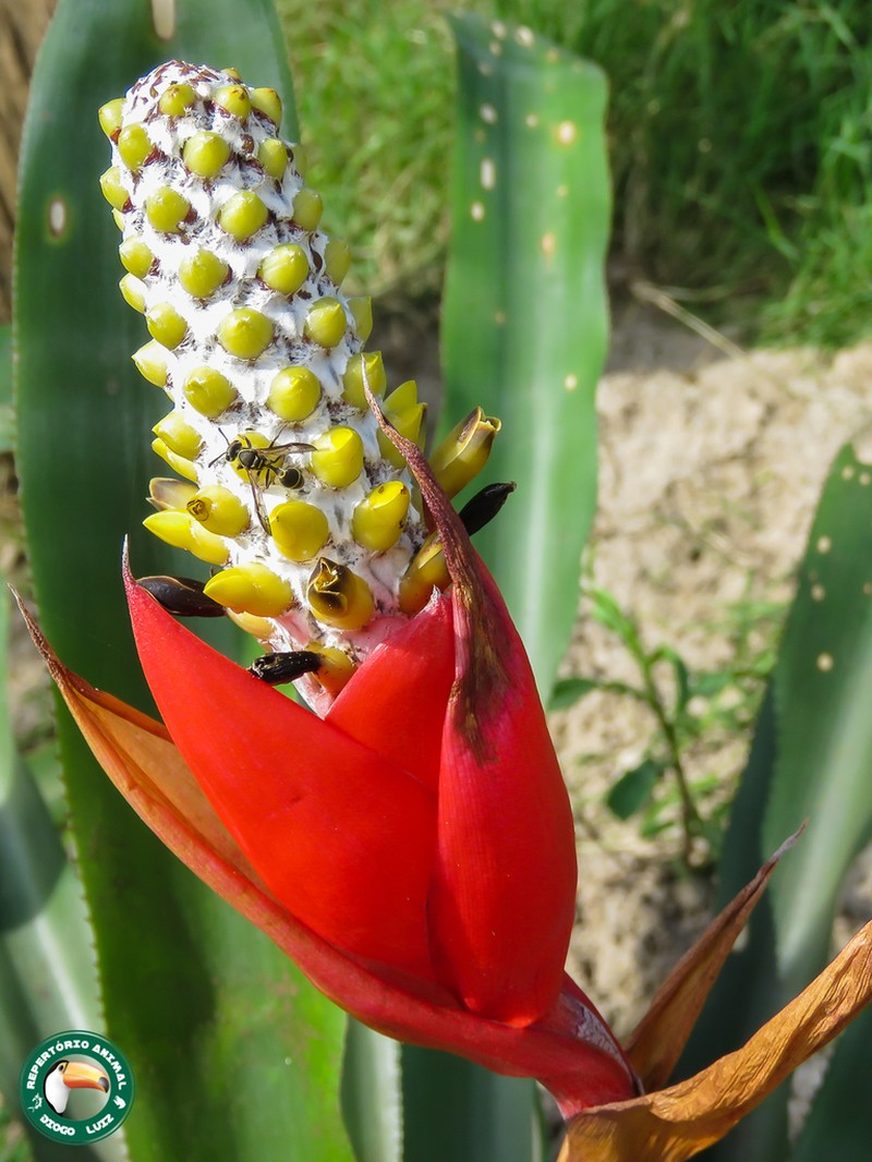 Aechmea maasii photo 4