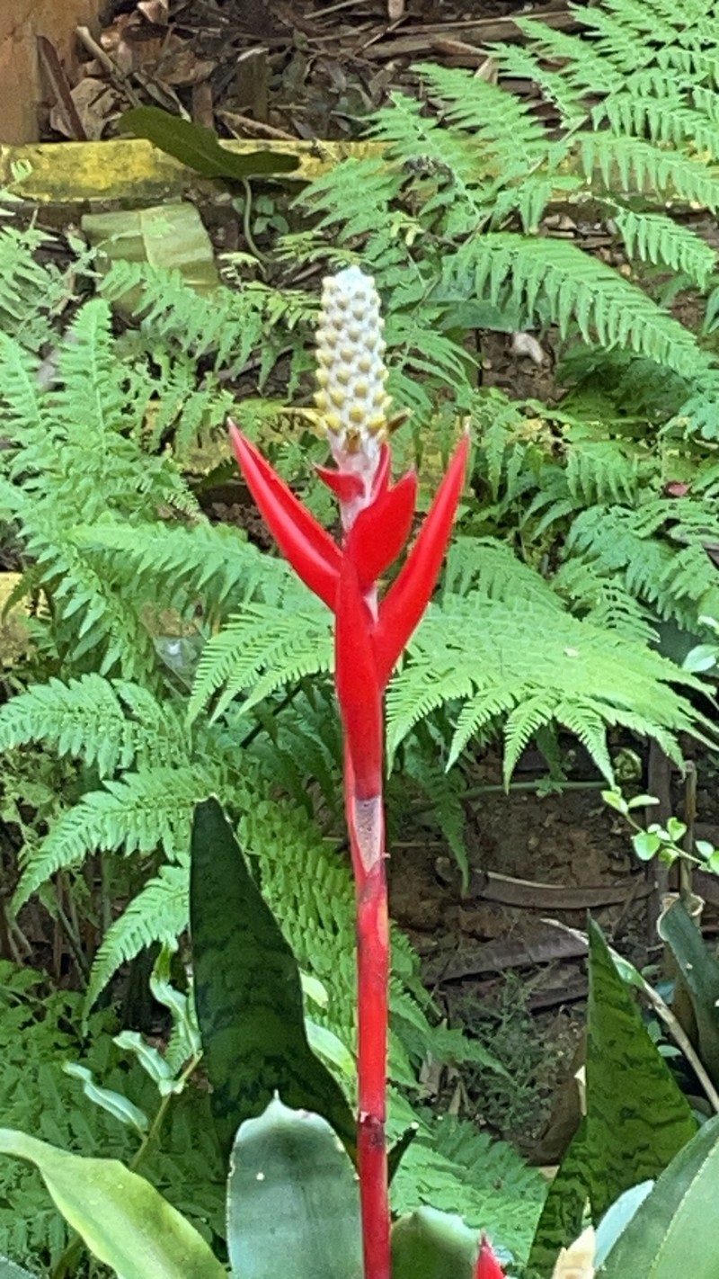 Aechmea maasii photo 5