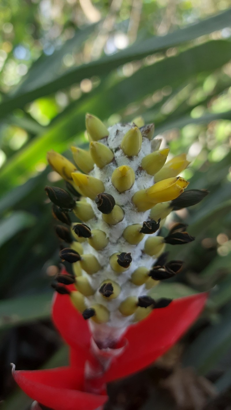 Aechmea maasii photo 6
