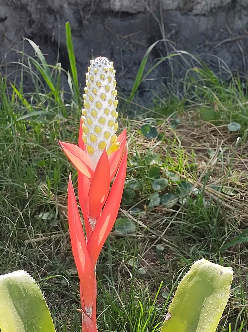 Aechmea maasii photo 7