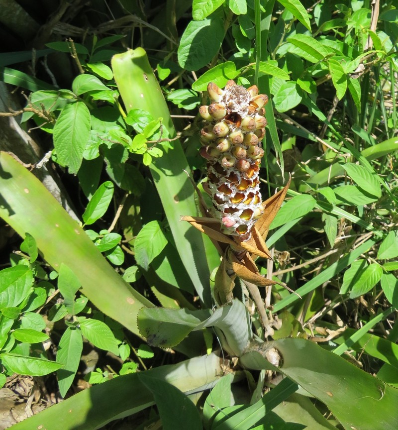 Aechmea maasii photo 8