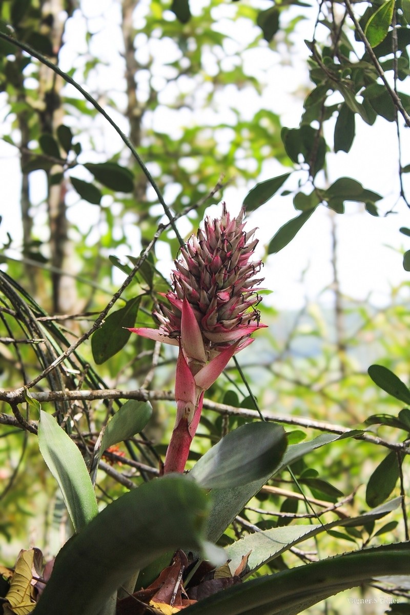 Aechmea macrochlamys photo 2