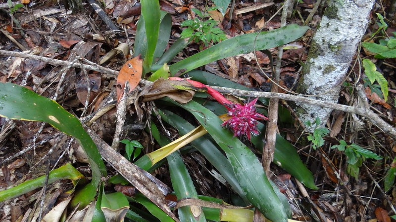 Aechmea macrochlamys photo 3