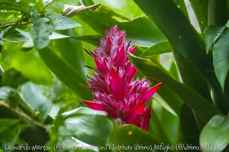 Aechmea macrochlamys photo 4