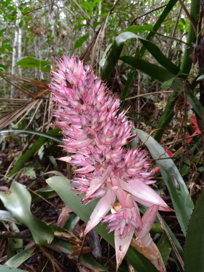 Aechmea macrochlamys photo 5