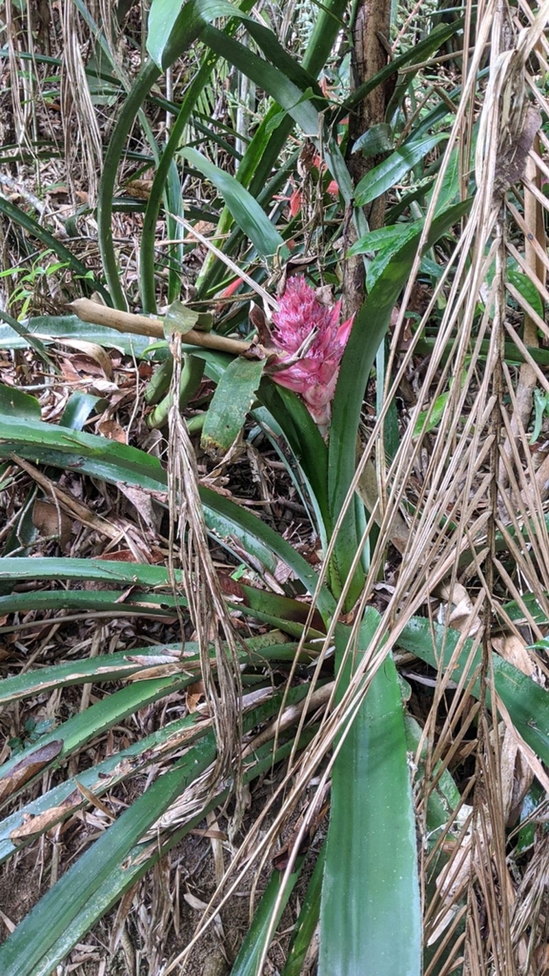 Aechmea macrochlamys photo 6