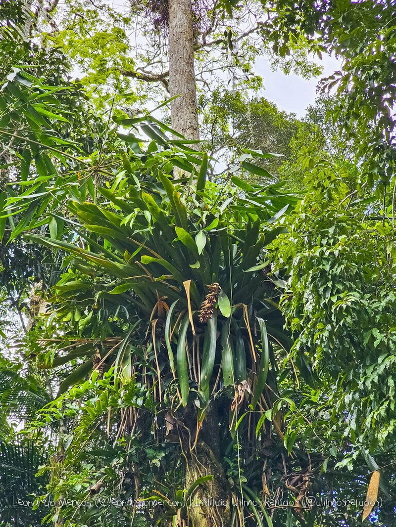 Aechmea macrochlamys photo 7