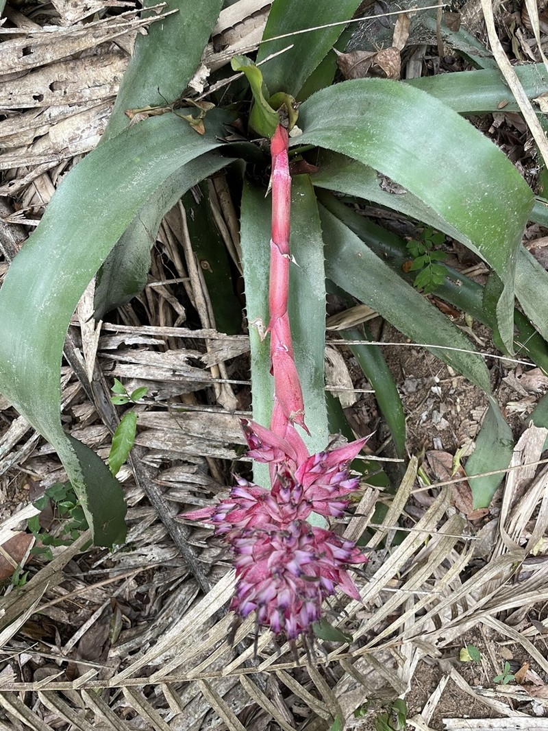Aechmea macrochlamys photo 8