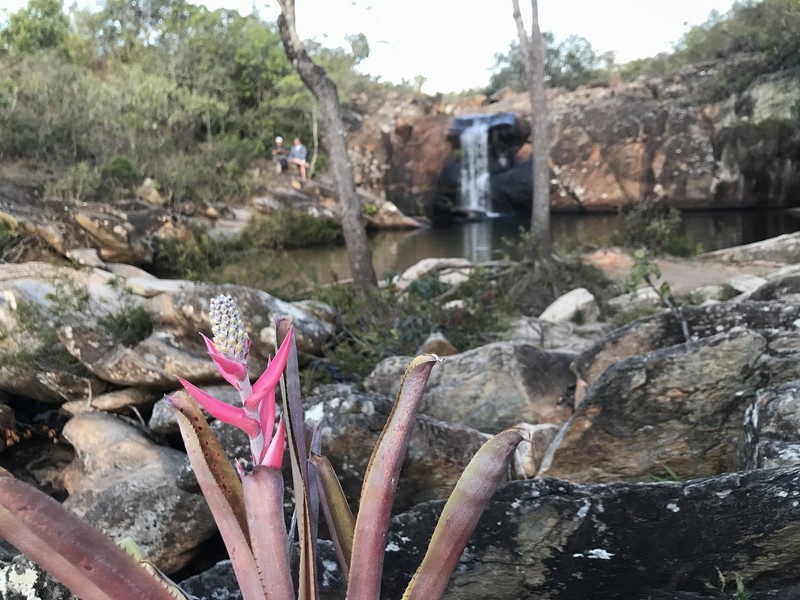 Aechmea maculata photo 3