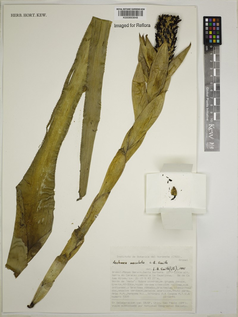 Aechmea maculata photo 5