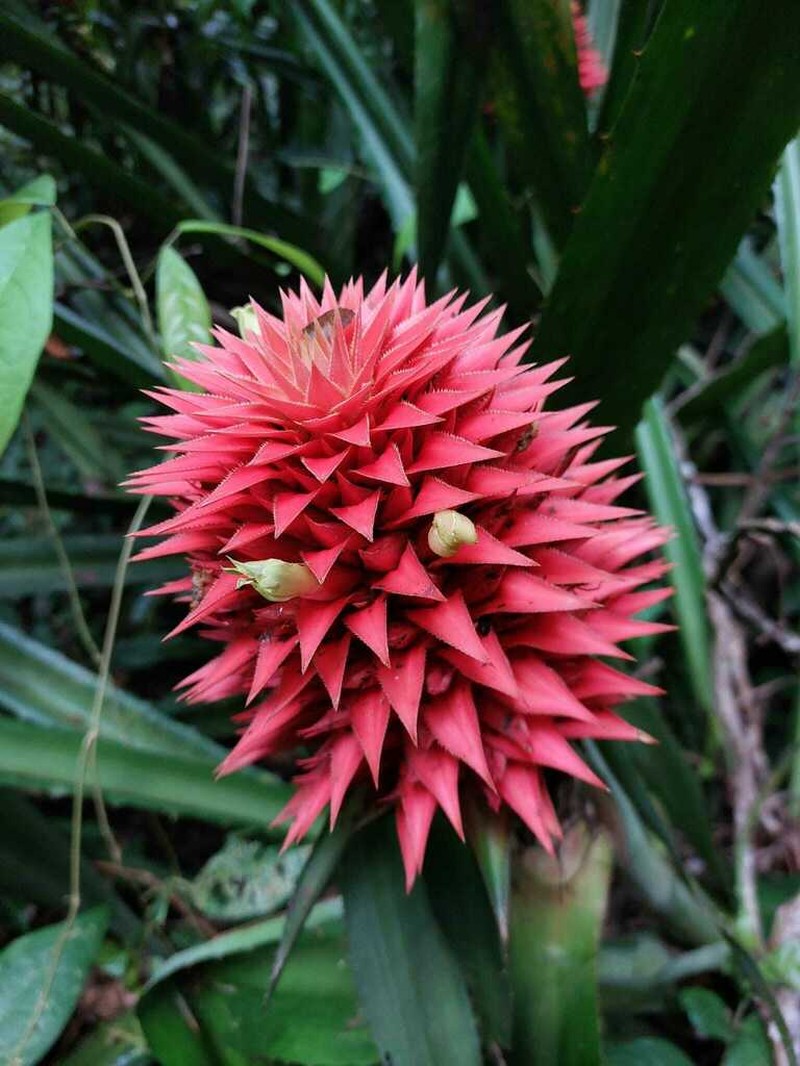 Aechmea magdalenae photo 2