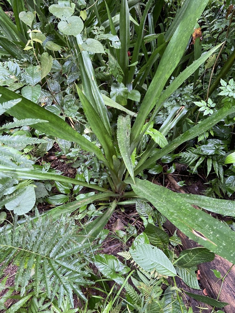 Aechmea magdalenae photo 3