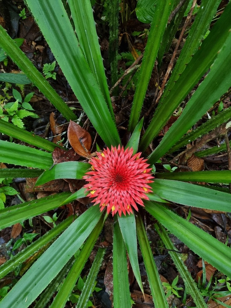Aechmea magdalenae photo 4