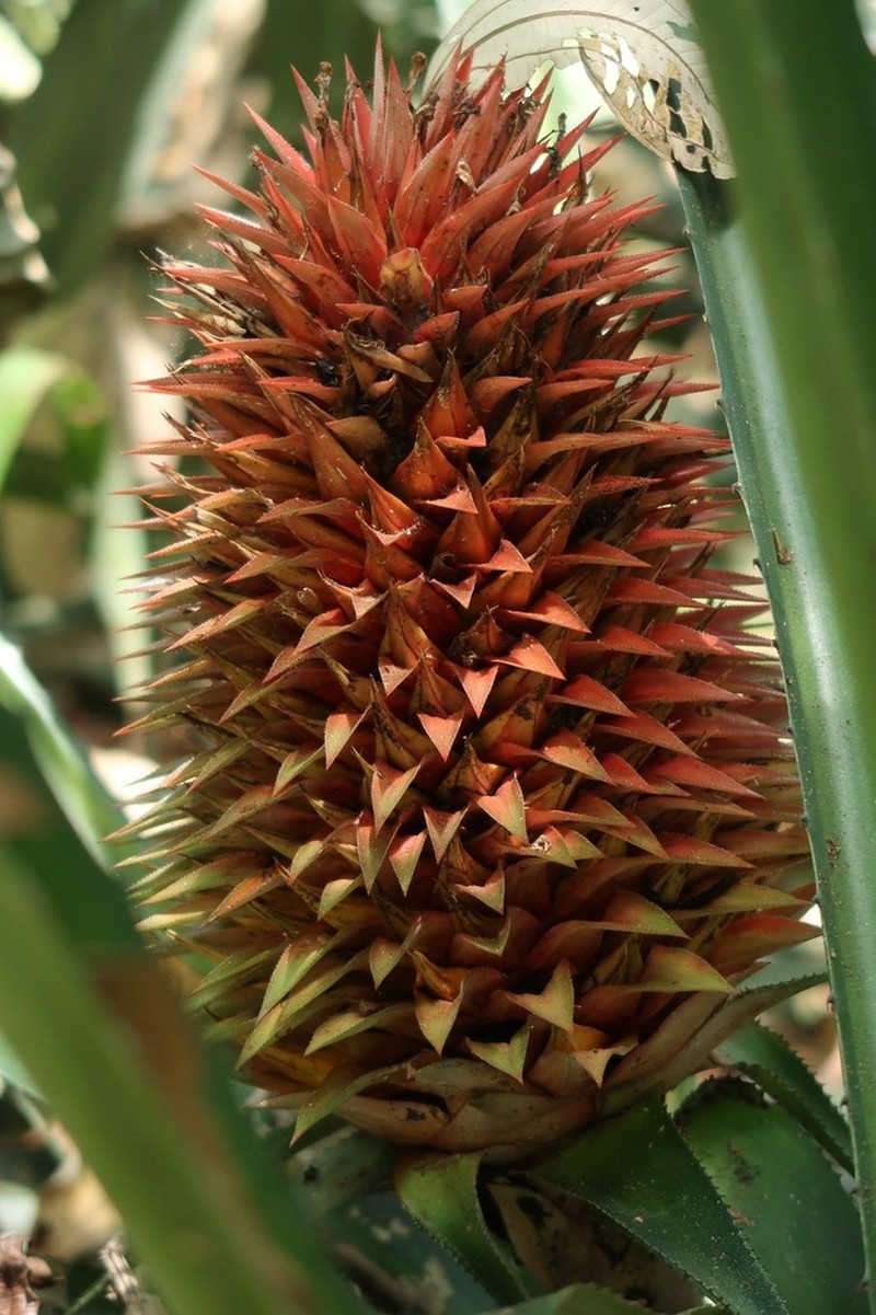 Aechmea magdalenae photo 5