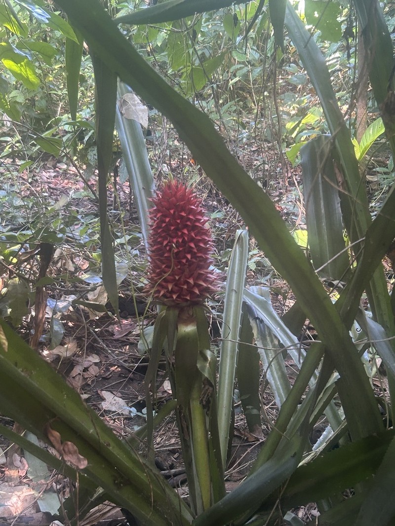 Aechmea magdalenae photo 6