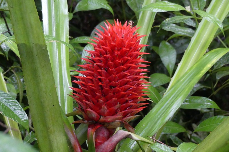 Aechmea magdalenae photo 7