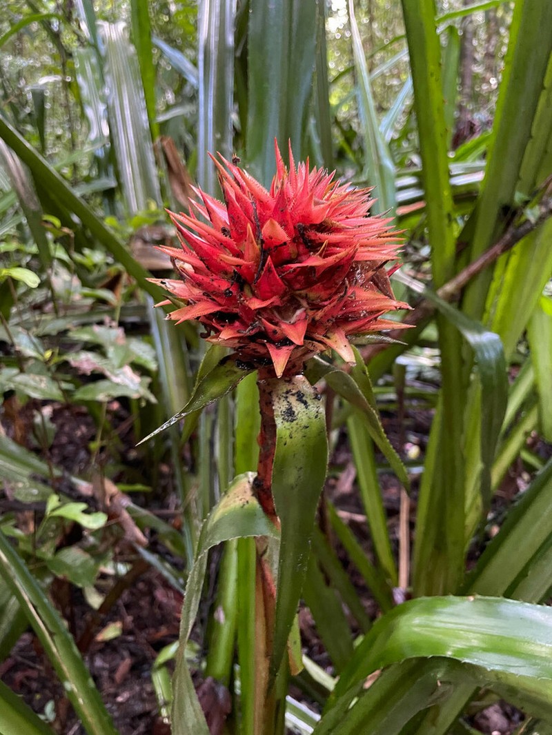 Aechmea magdalenae photo 8