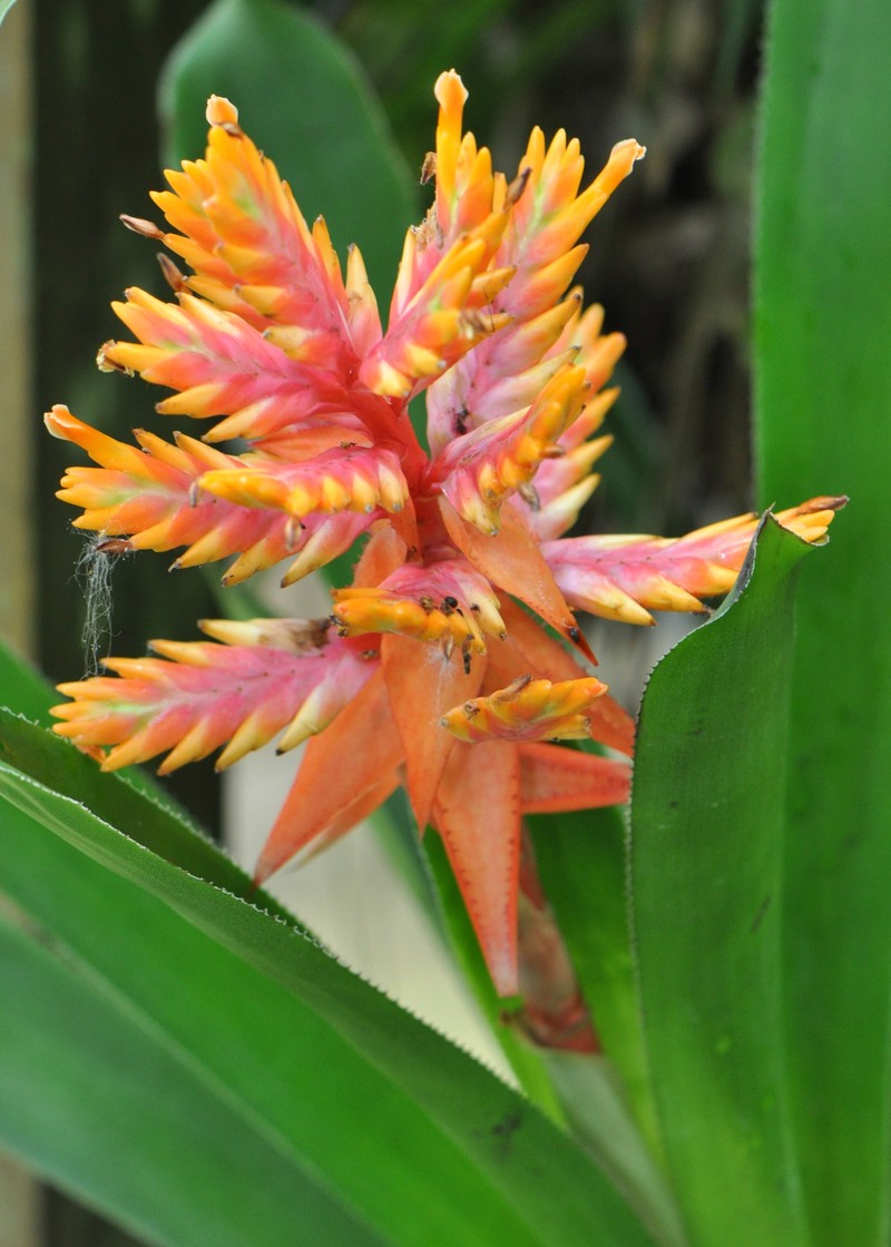 Aechmea manzanaresiana