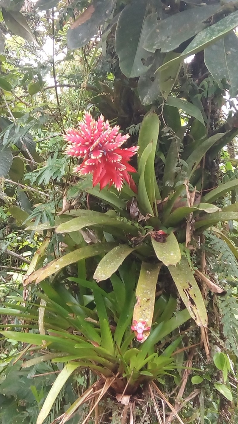 Aechmea manzanaresiana photo 2