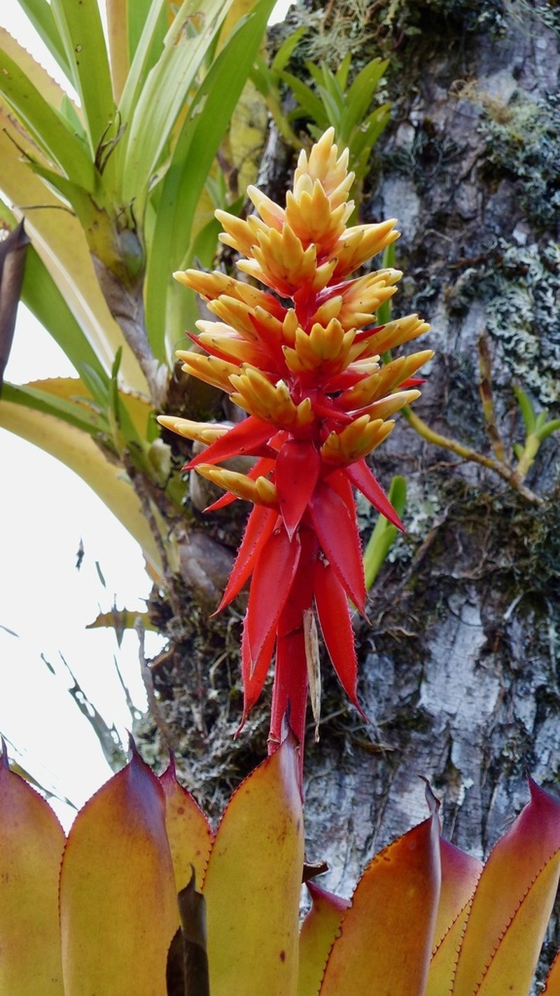 Aechmea manzanaresiana photo 3