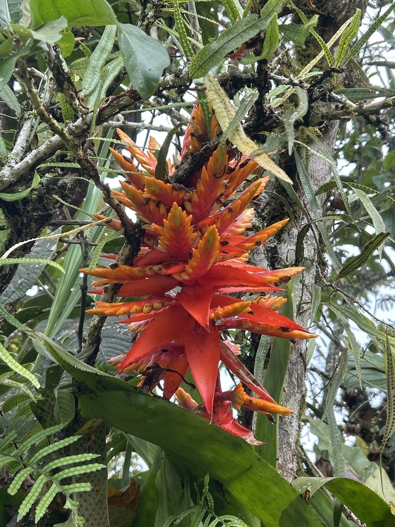 Aechmea manzanaresiana photo 4