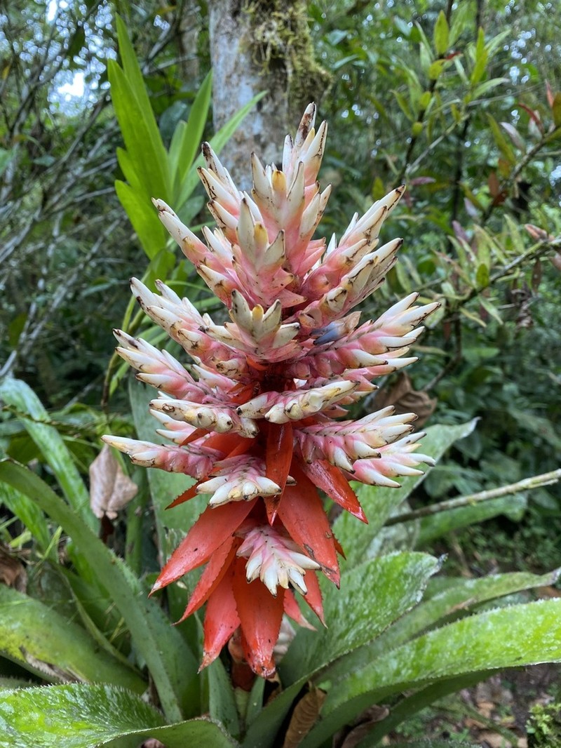 Aechmea manzanaresiana photo 5