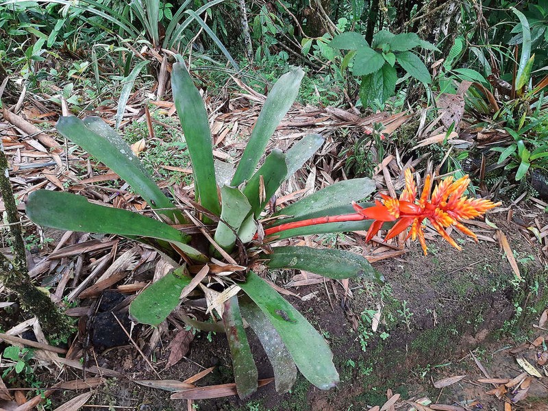 Aechmea manzanaresiana photo 7