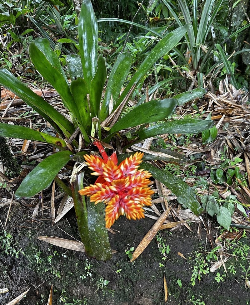 Aechmea manzanaresiana photo 8