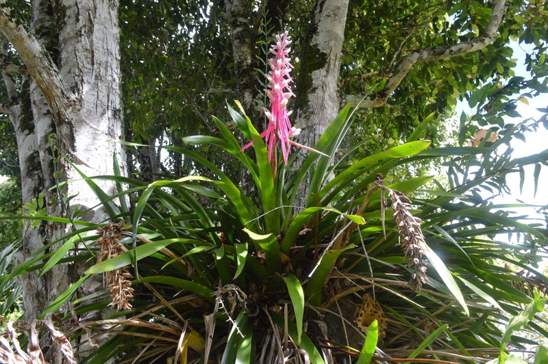 Aechmea marauensis photo 2