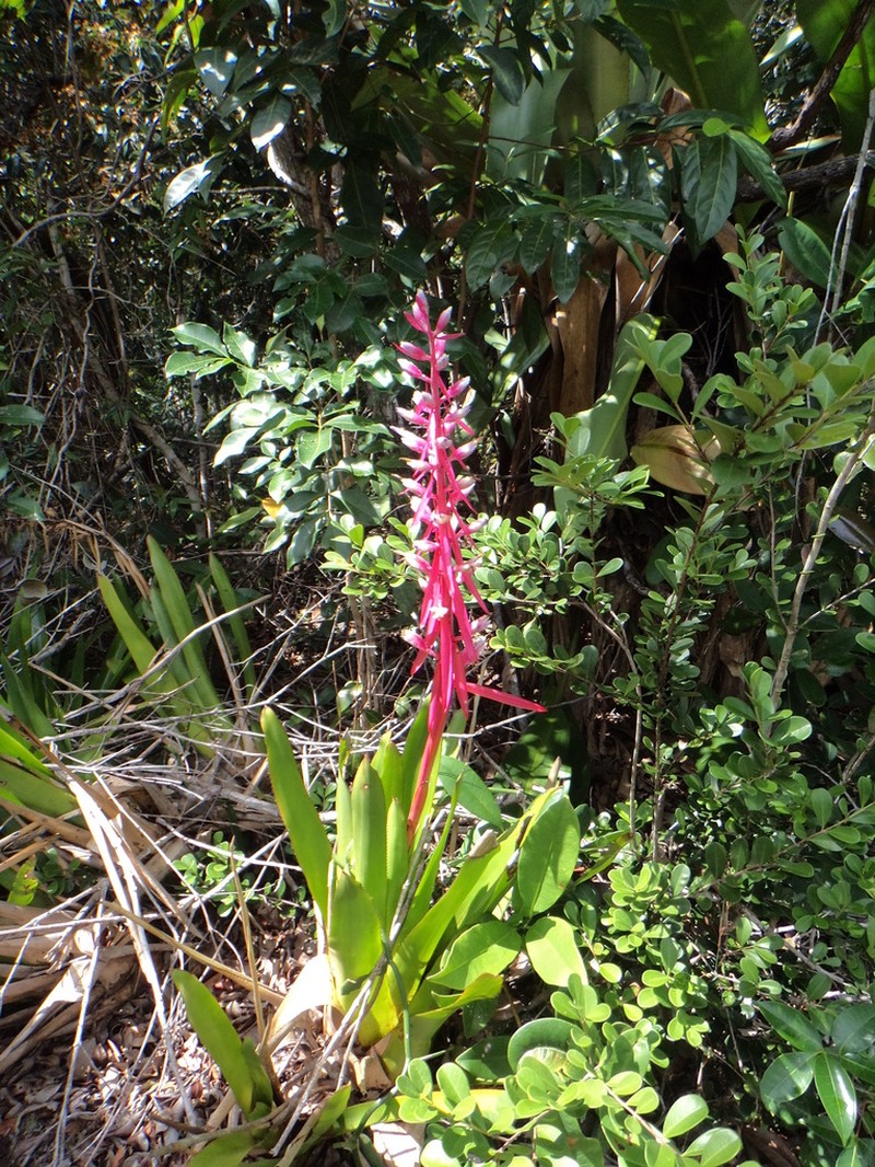 Aechmea marauensis photo 3