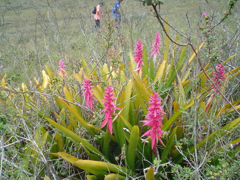 Aechmea marauensis photo 4