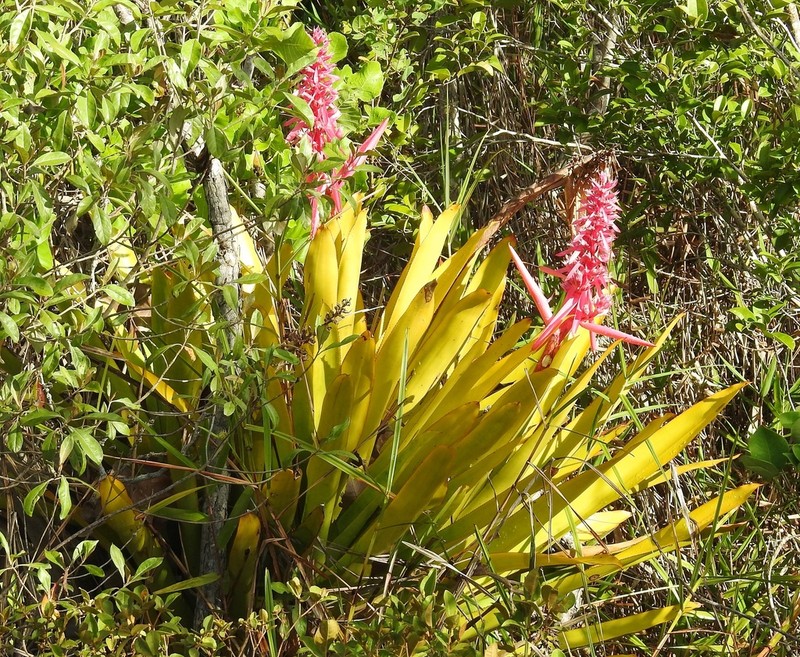 Aechmea marauensis photo 6