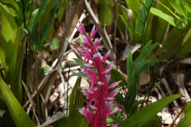 Aechmea marauensis photo 7