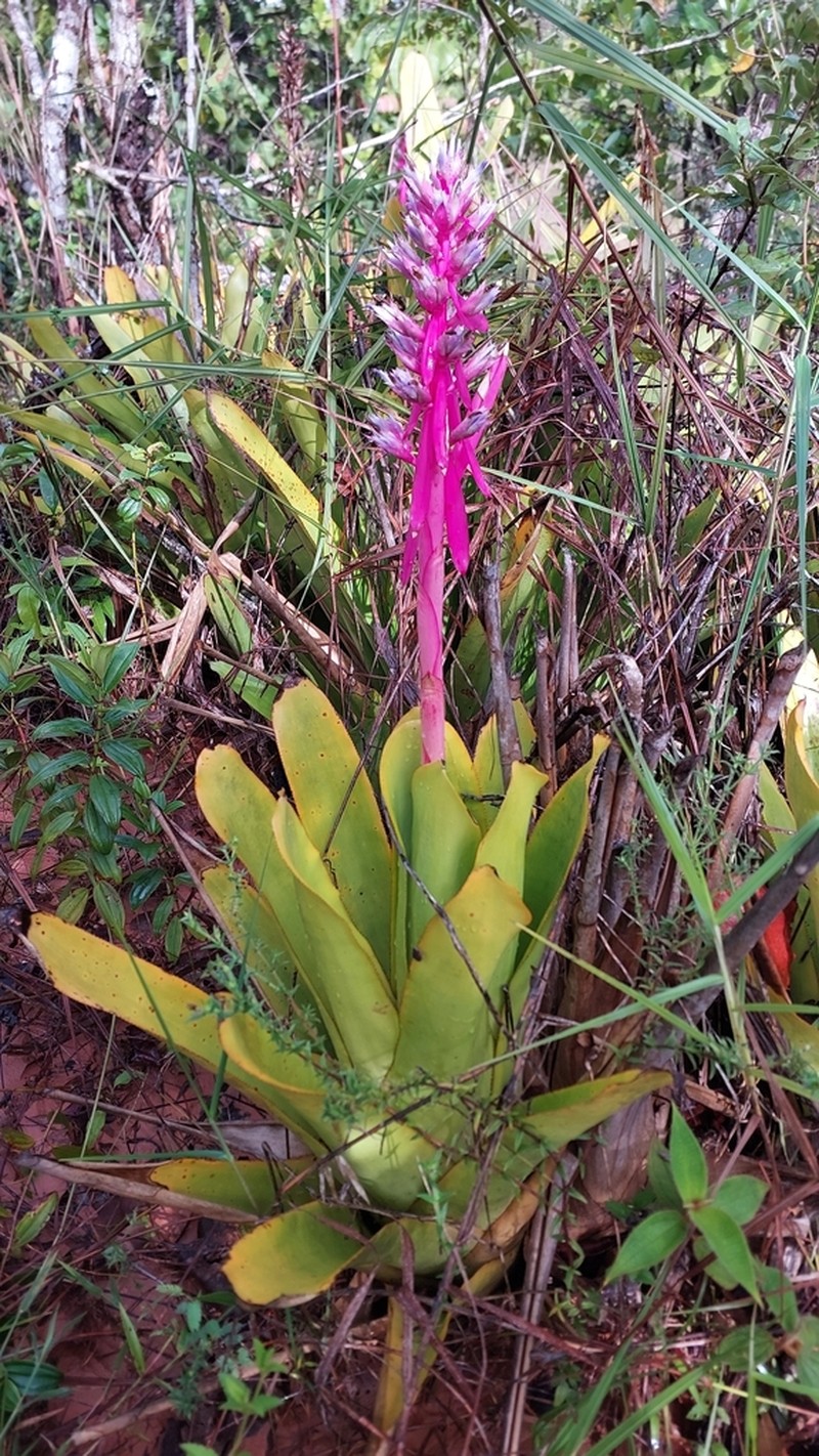 Aechmea marauensis photo 8