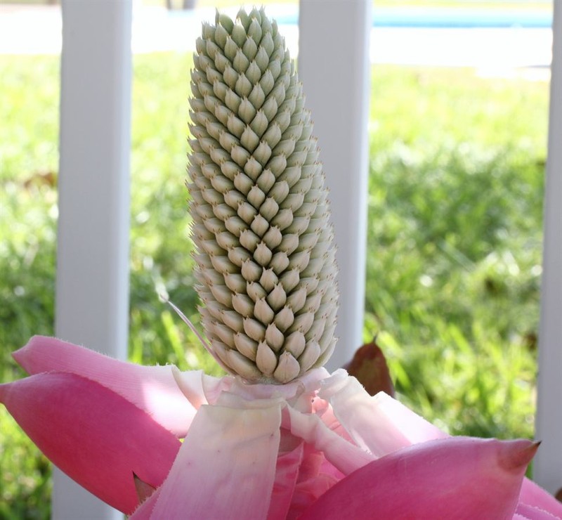 Aechmea mariae-reginae