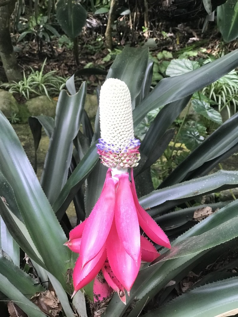 Aechmea mariae-reginae photo 2