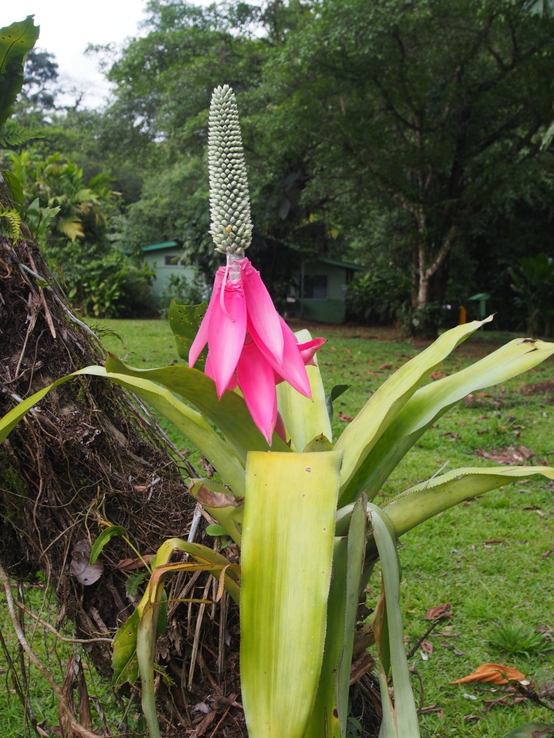 Aechmea mariae-reginae photo 3
