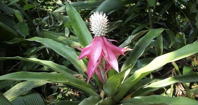Aechmea mariae-reginae photo 5