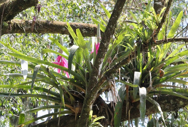 Aechmea mariae-reginae photo 6