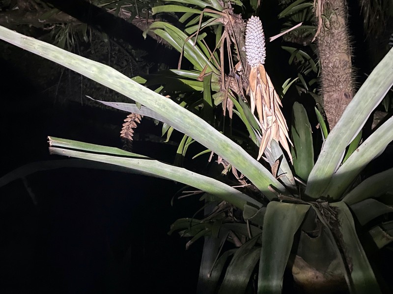 Aechmea mariae-reginae photo 7