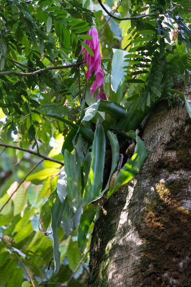 Aechmea mariae-reginae photo 8