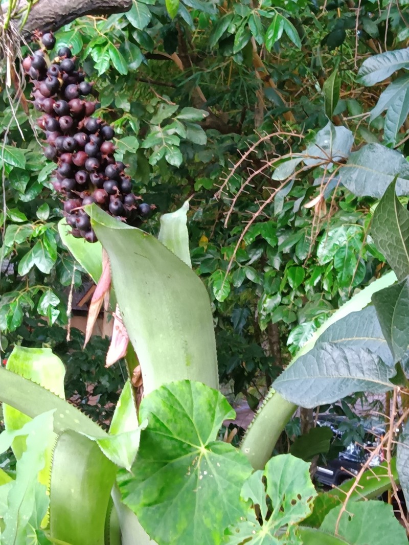 Aechmea matudae