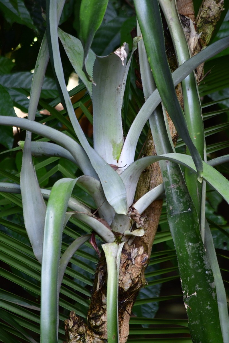 Aechmea matudae photo 2