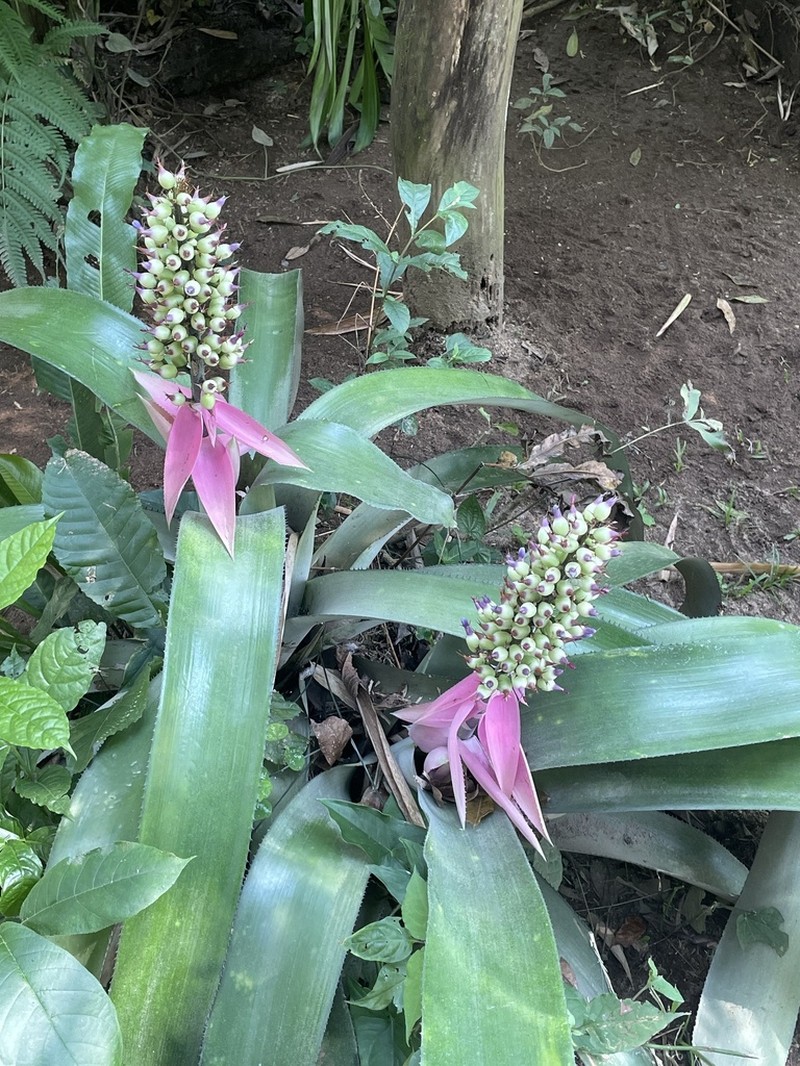 Aechmea matudae photo 3