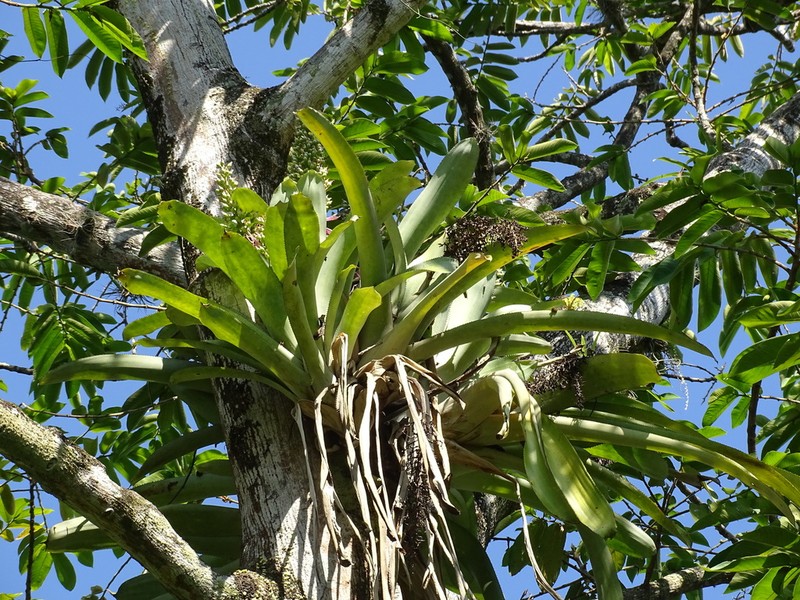 Aechmea matudae photo 4