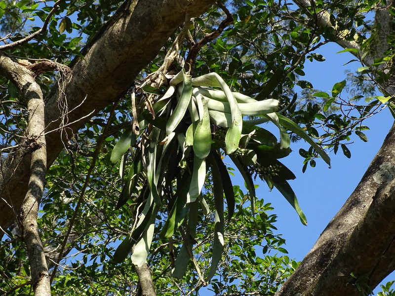 Aechmea matudae photo 5