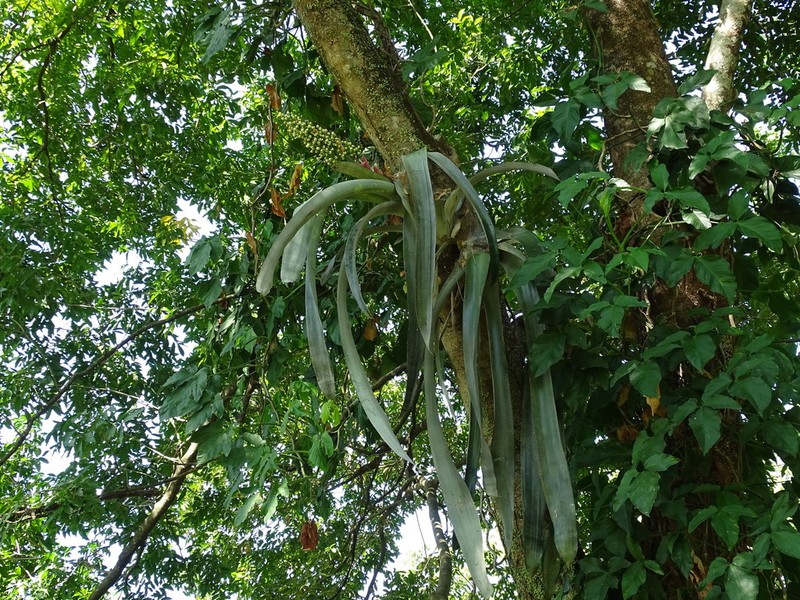 Aechmea matudae photo 6