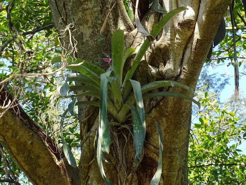 Aechmea matudae photo 7